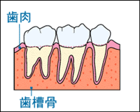 健康な歯